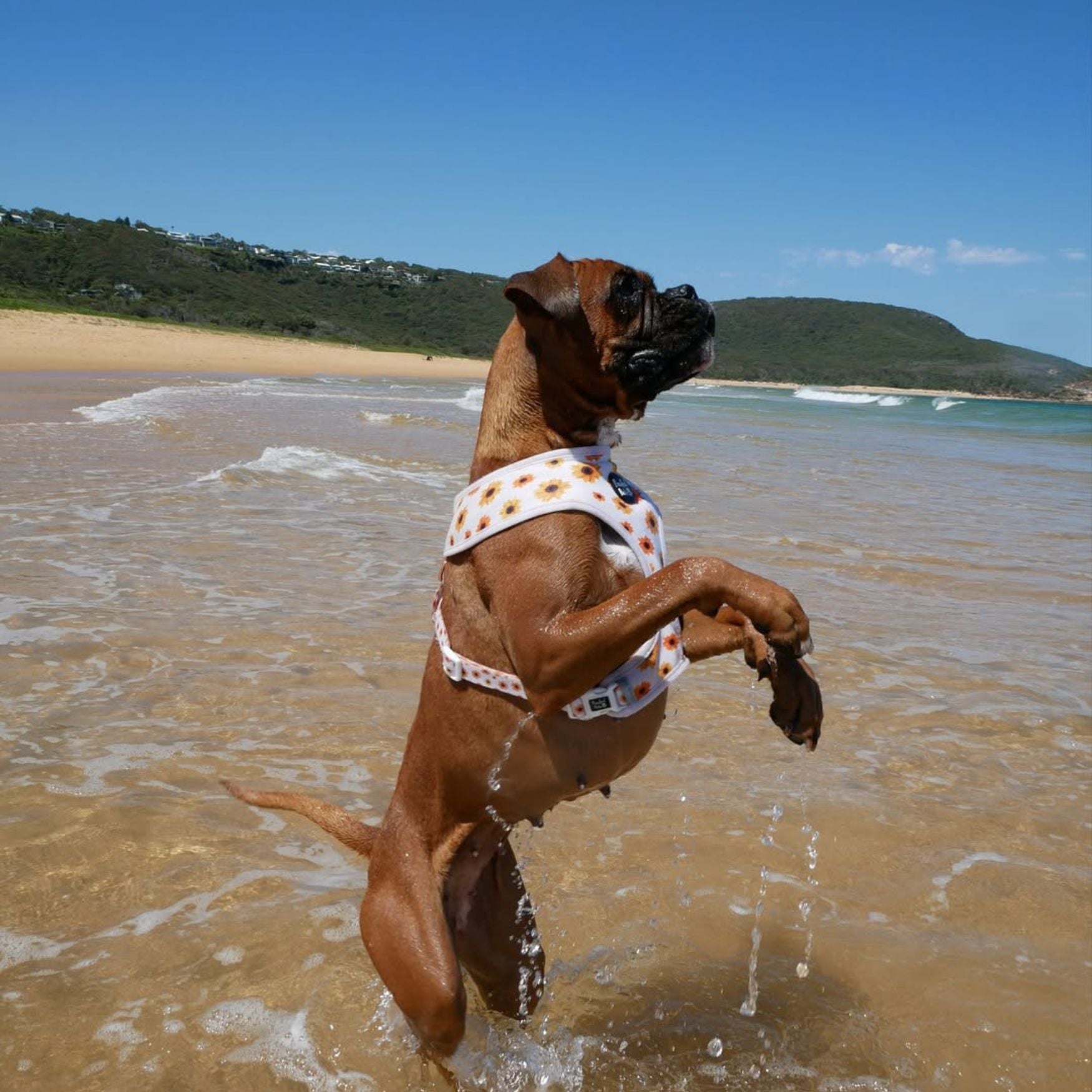 Sunshine on my Mind - Reversible Dog Harness