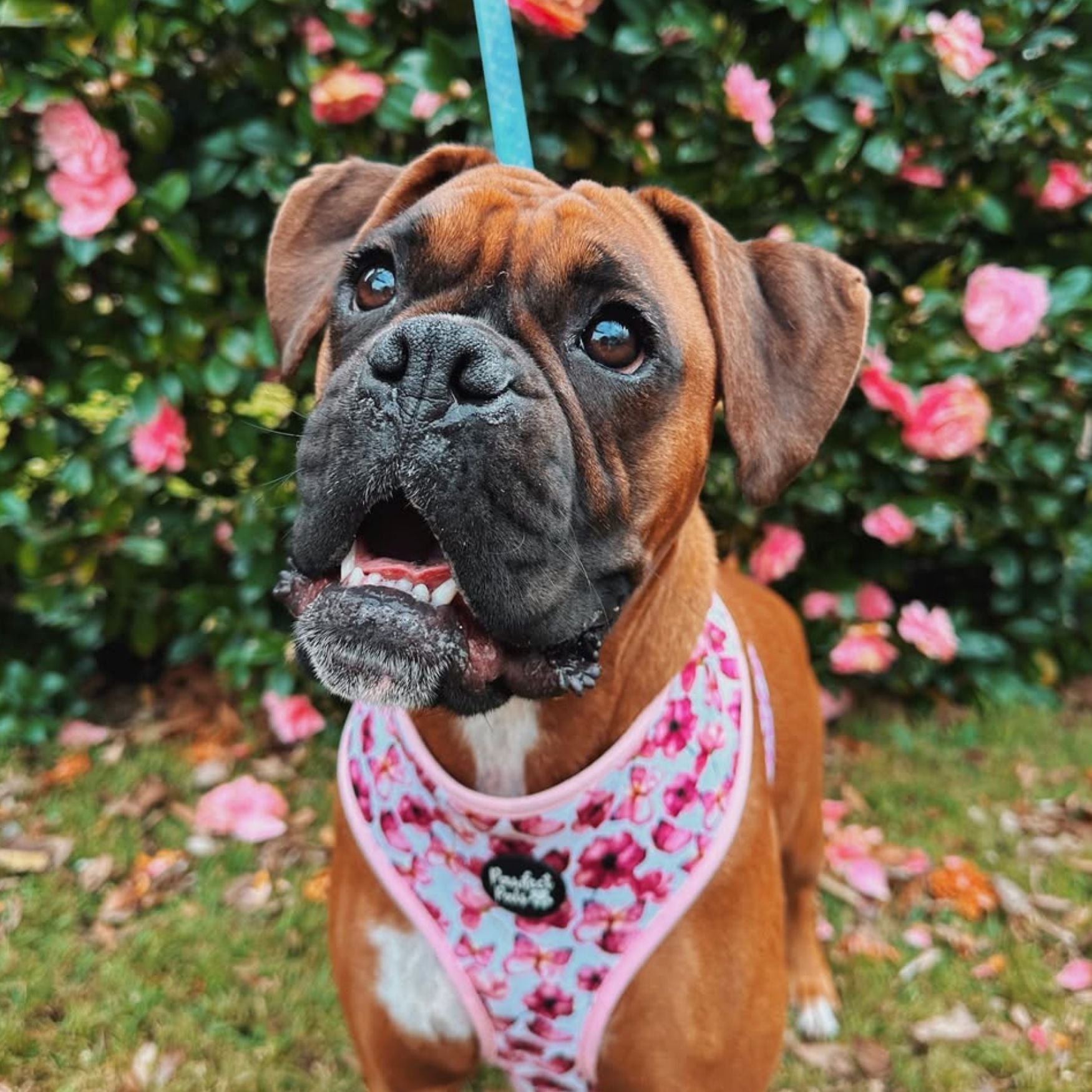 You Give Me Butterflies - Reversible Dog Harness
