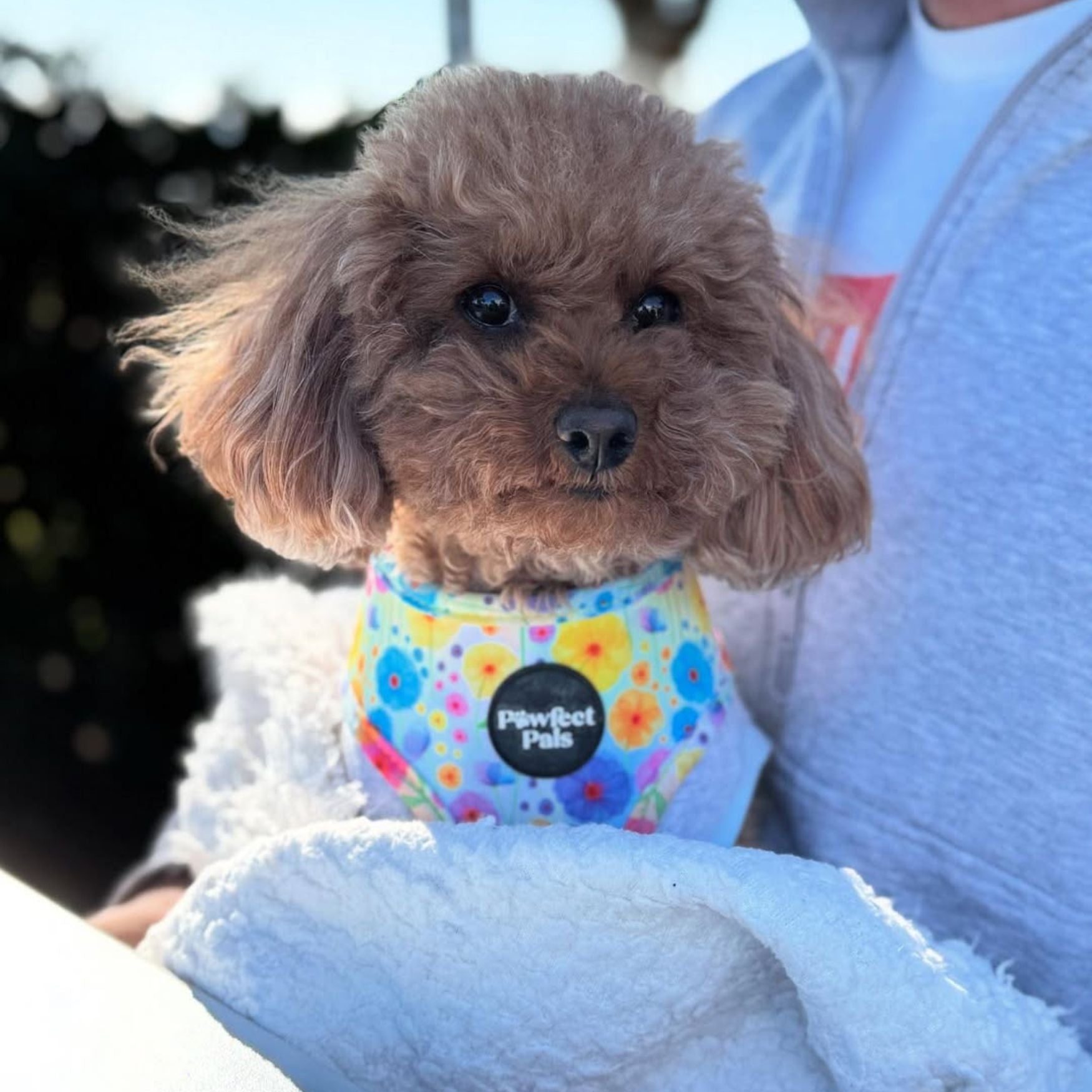 Once and Flor-all - Reversible Dog Harness
