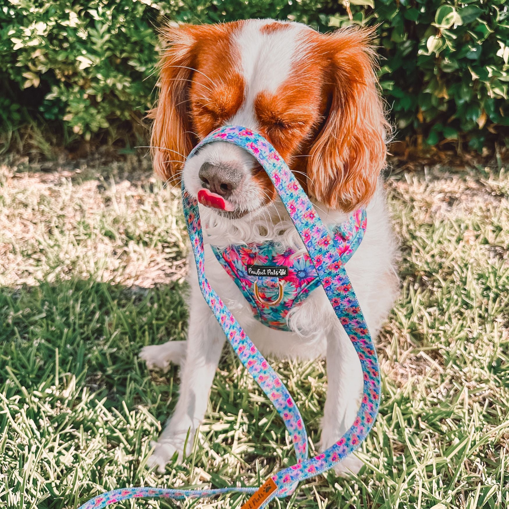 Daydream Believer - No-Pull Adjustable Harness