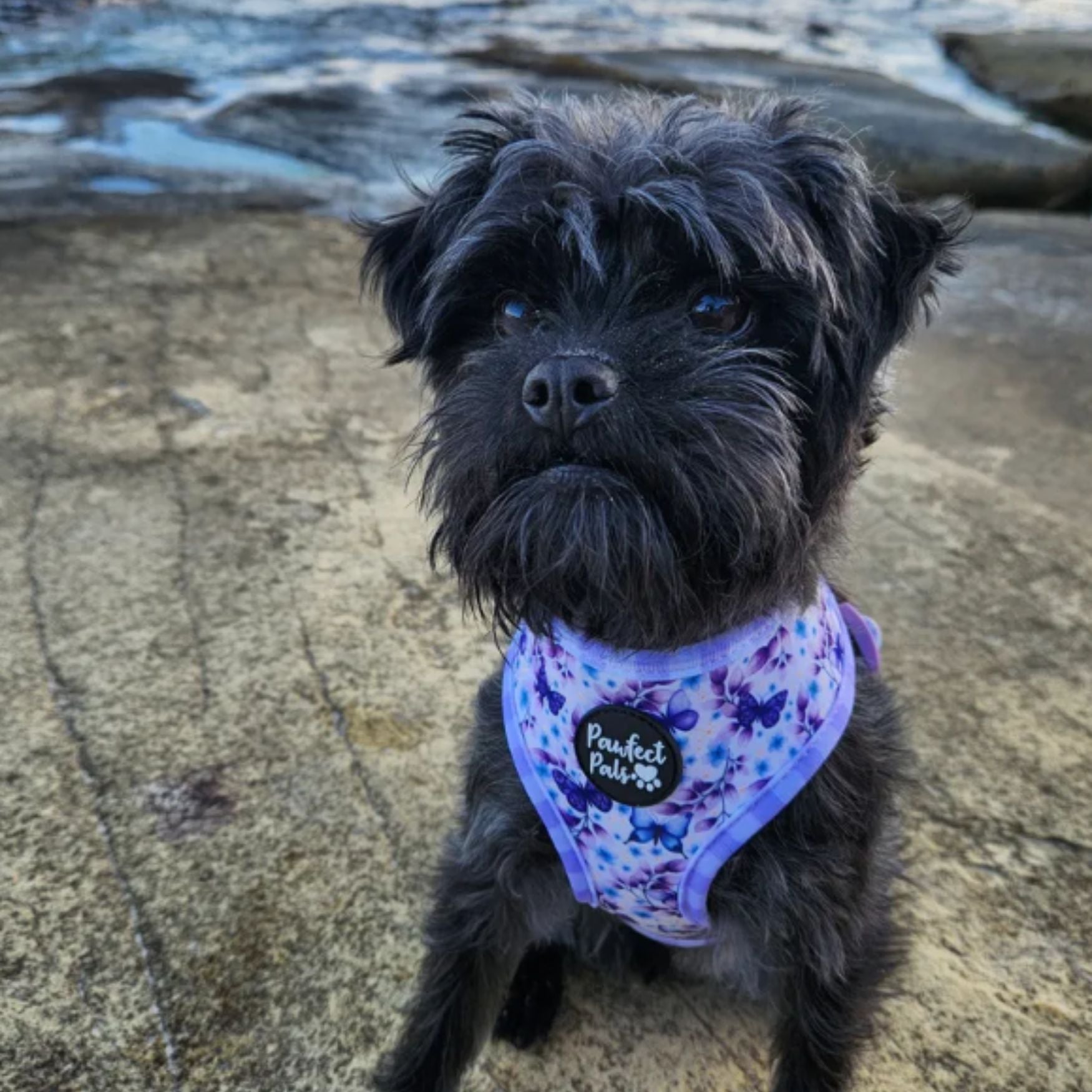 Social Butterfly - Reversible Dog Harness