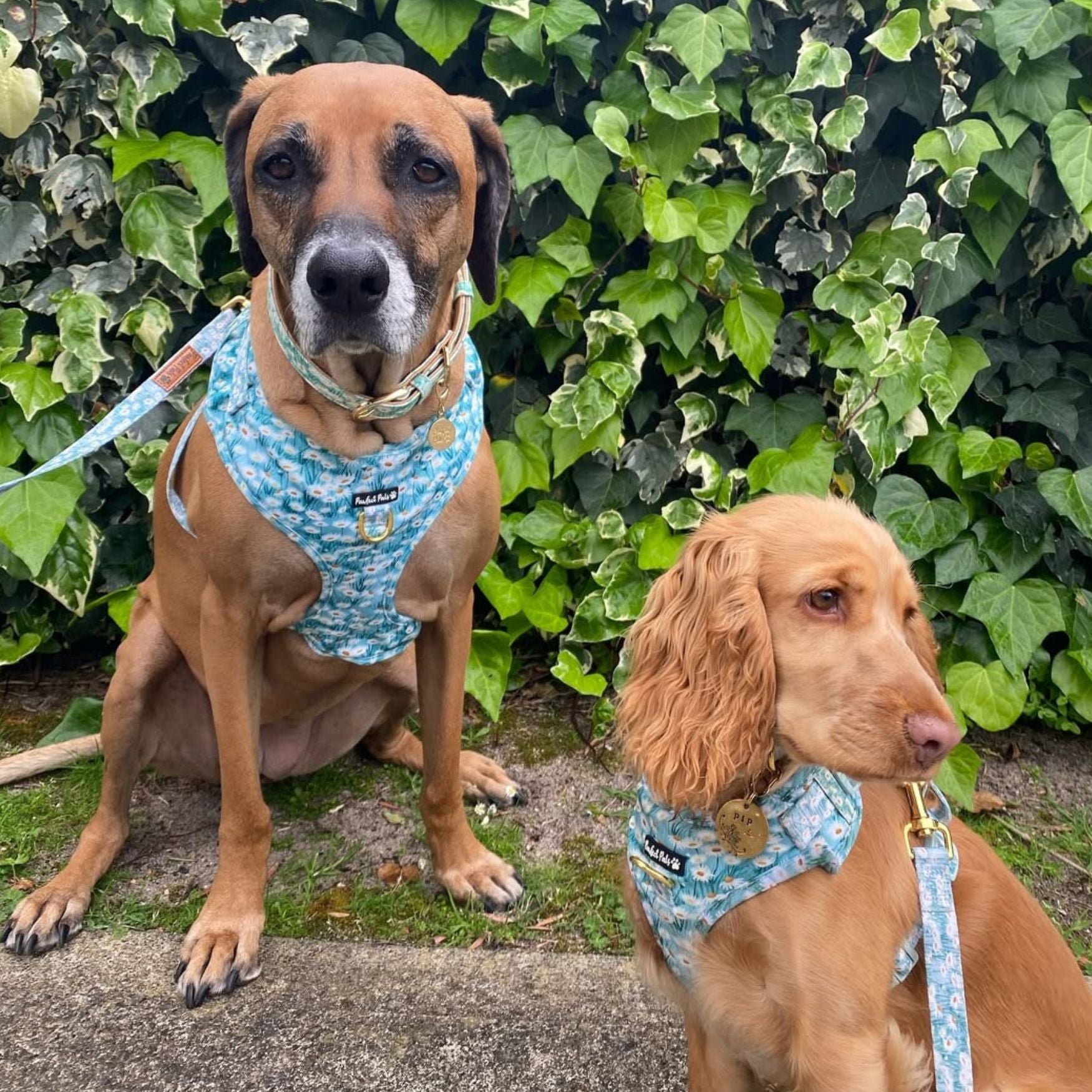 Sweet Like Honey - Daisy Fields No-Pull Adjustable Harness