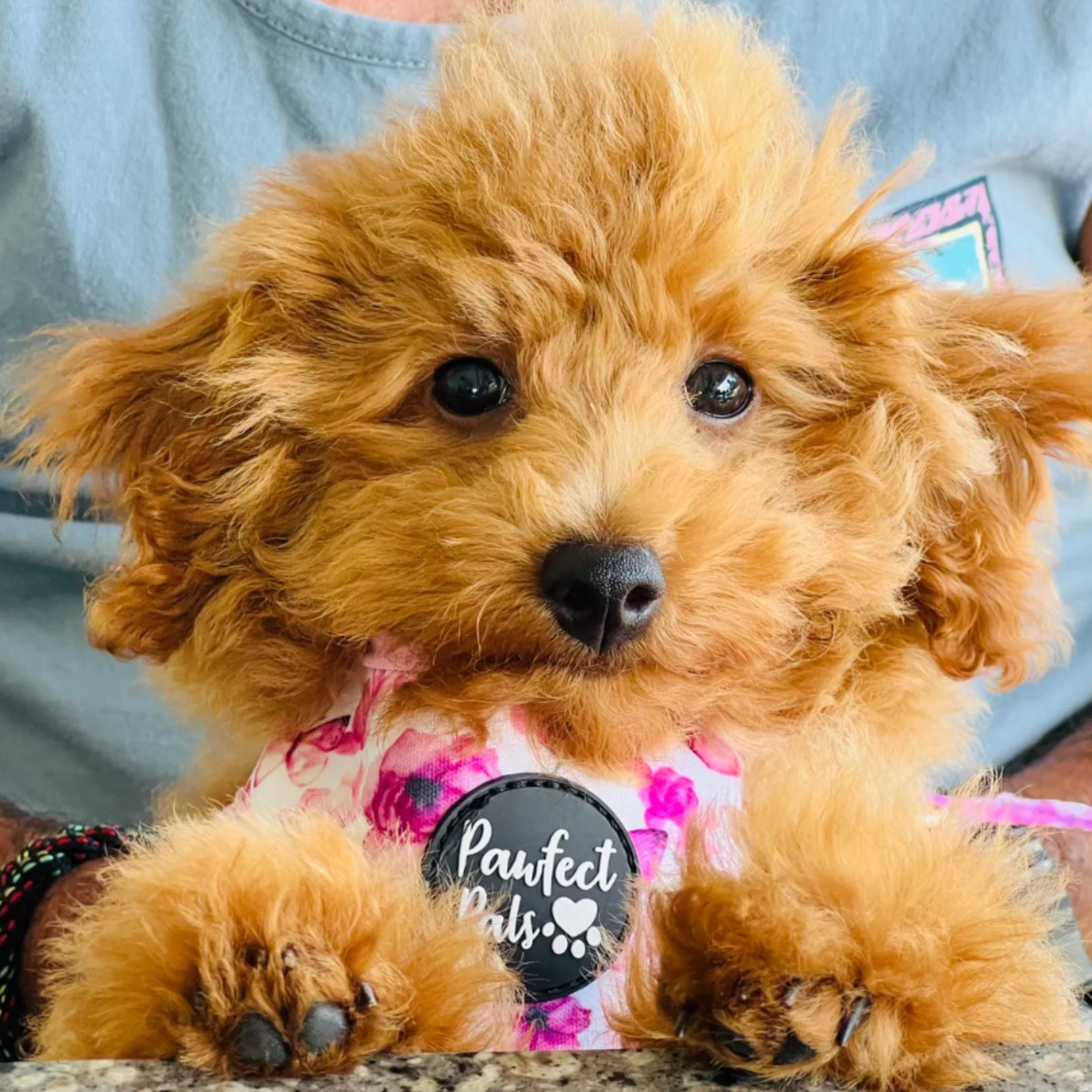 You Give Me Butterflies - Reversible Dog Harness