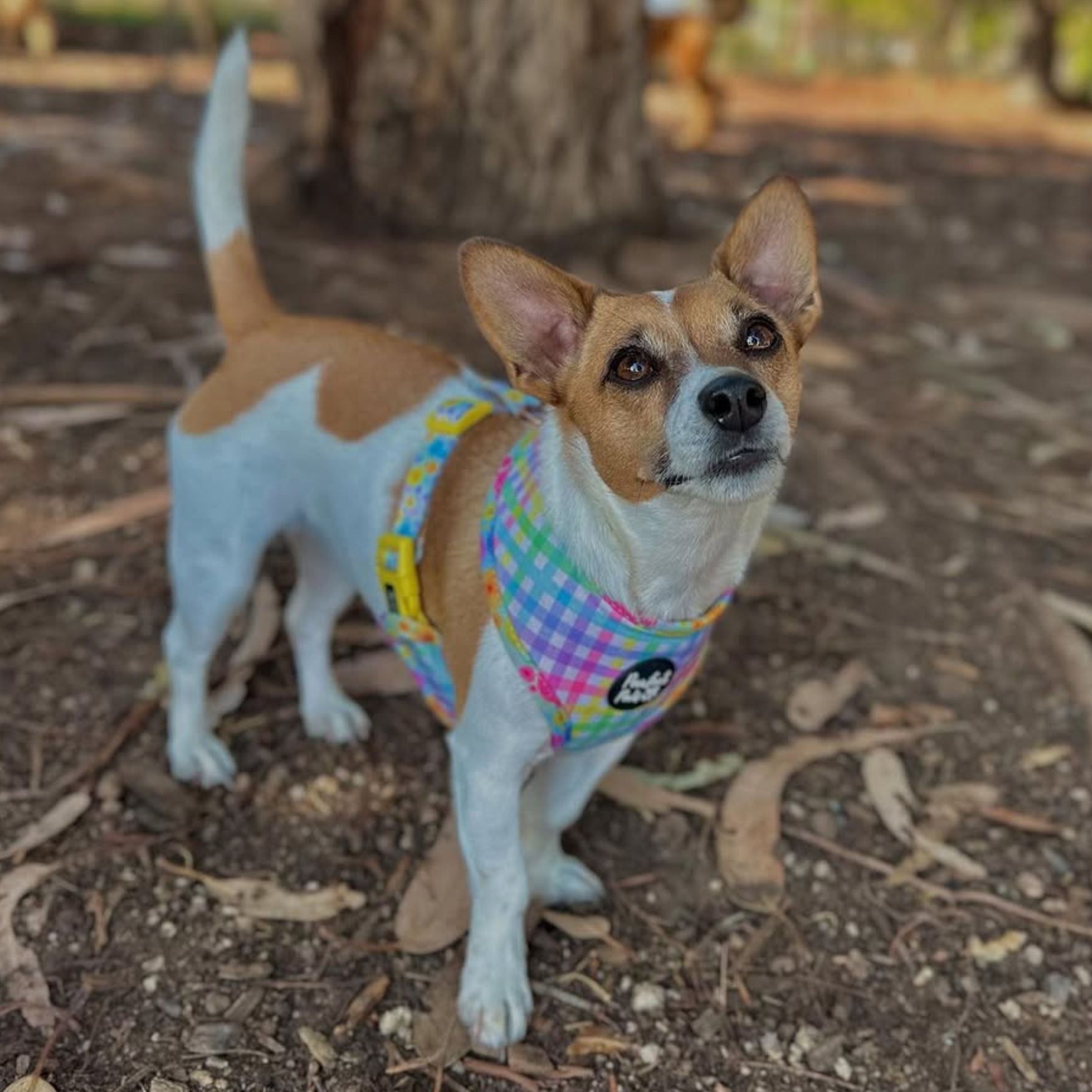 Once and Flor-all - Reversible Dog Harness