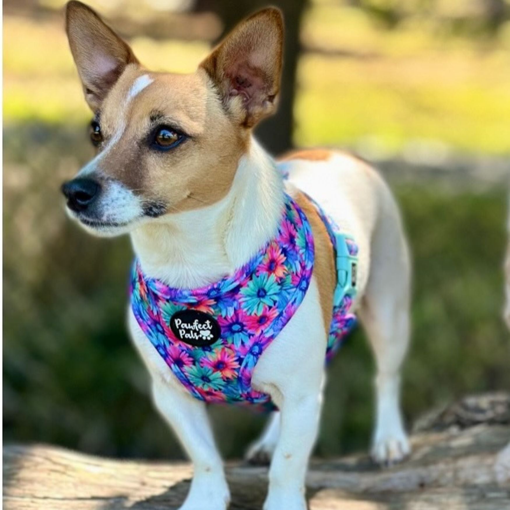 Daydream Believer / Wild Rainbow - Reversible Dog Harness