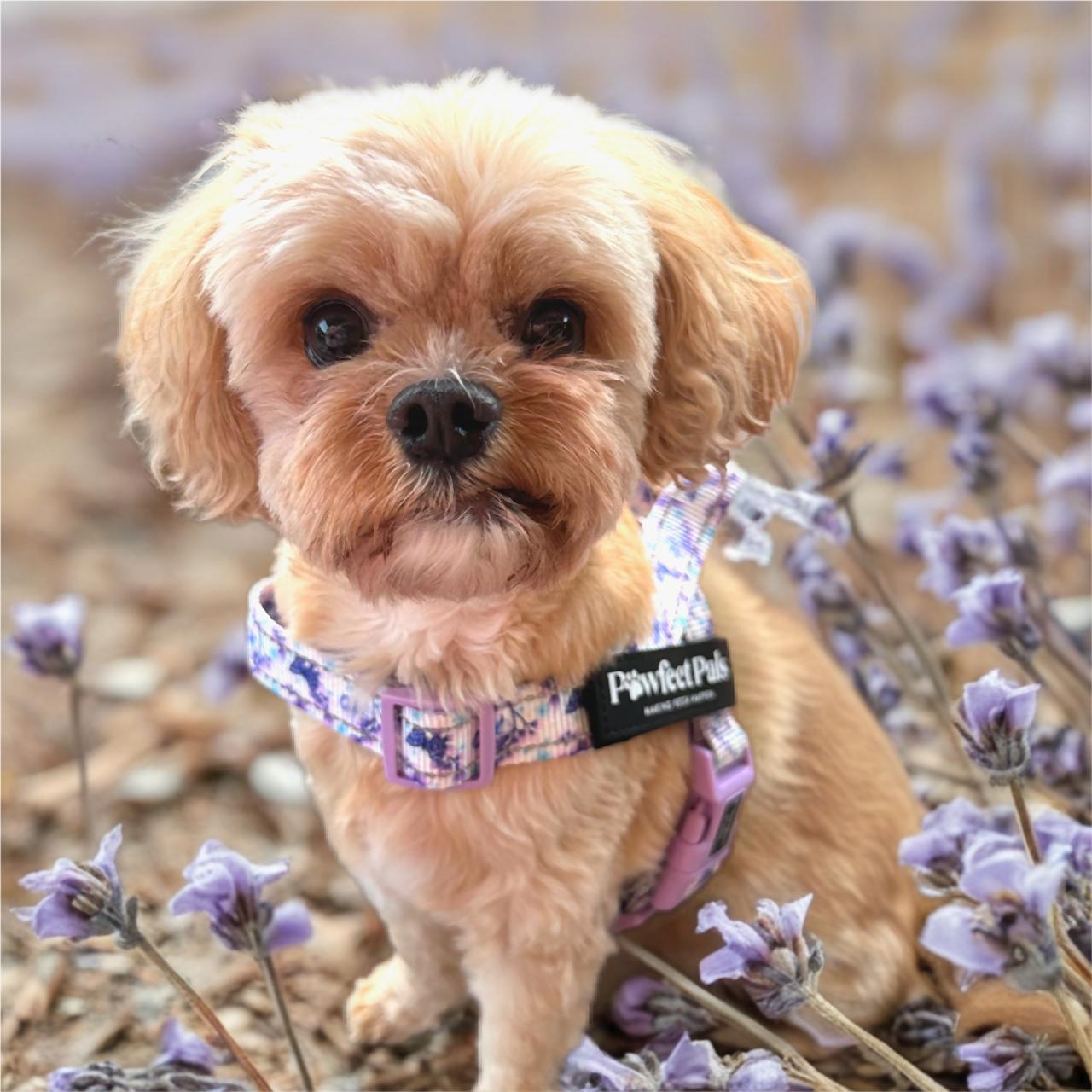 Small dog wearing a harness with a lavender pattern, standing among lavender flowers.