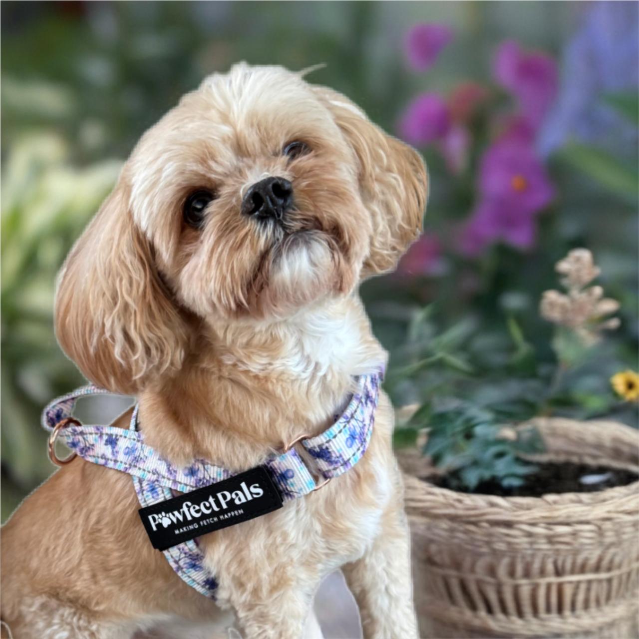 Social Butterfly - Personalised Strap Harness Duo