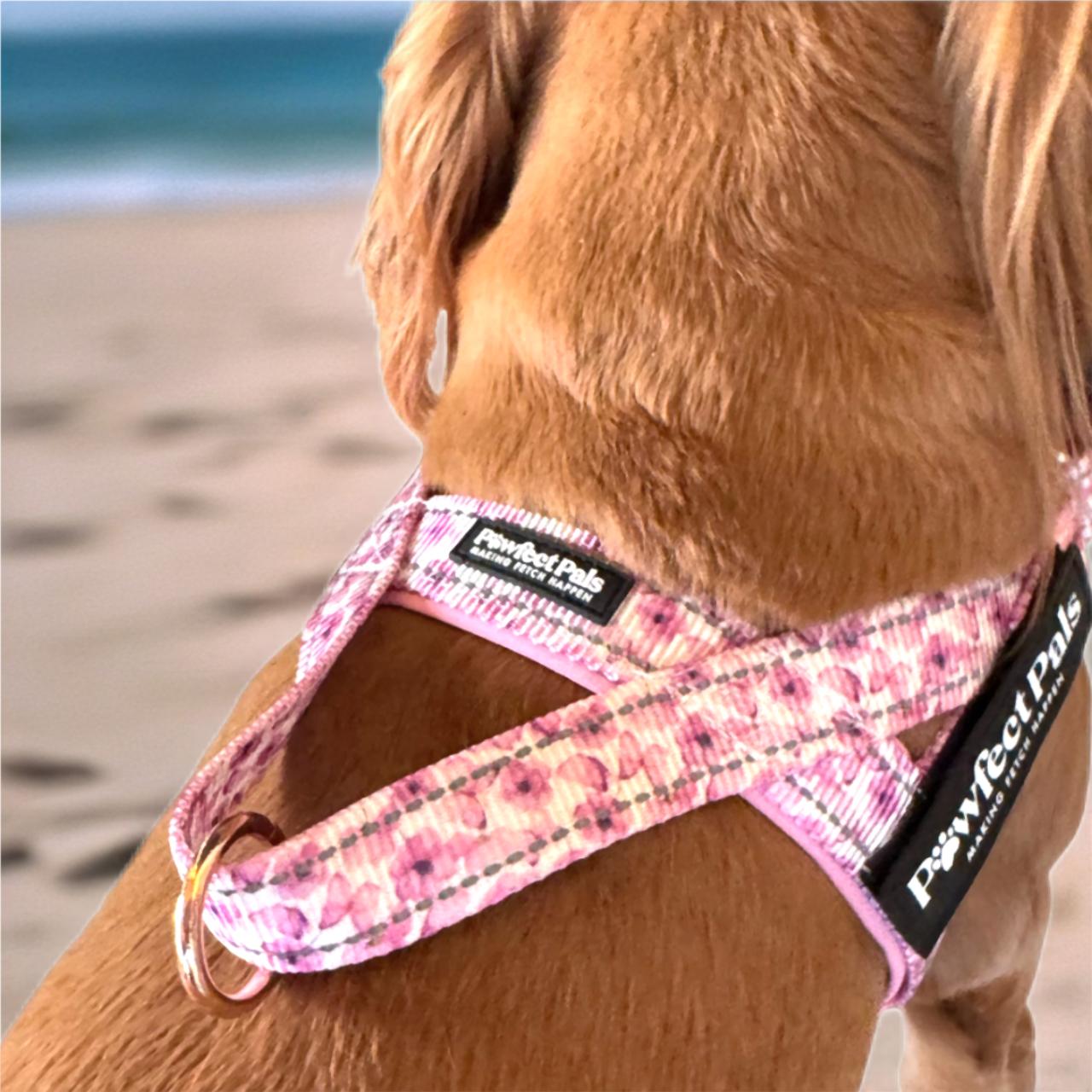 Dog wearing a pink floral harness with a beach in the background