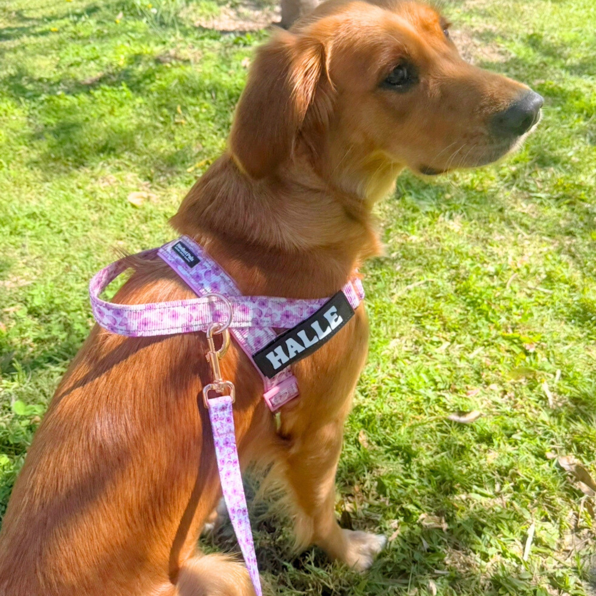 Dog wearing a pink harness with 'HALLE' on it, sitting on grass.