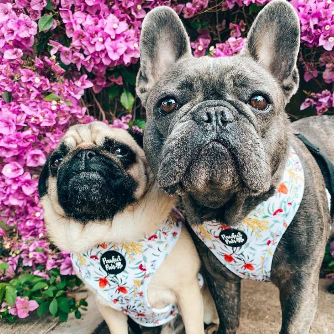 AmbassaDOGS in Australian Beauties reversible harness.