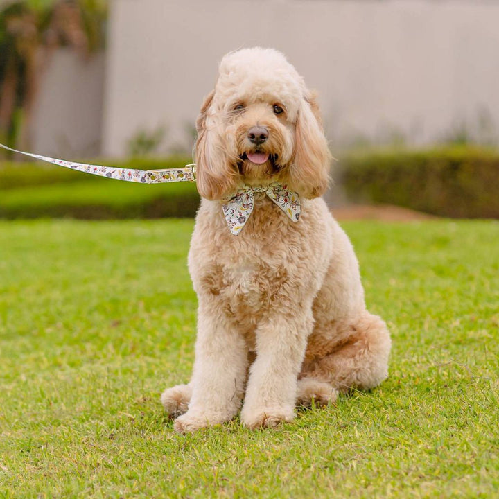 AmbassaDOG in Australian Beauties vegan leather dog collar, lead and bow tie.