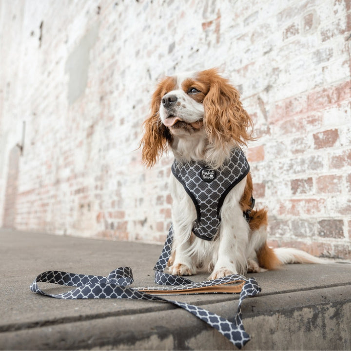 AmbassaDOG in Believe in Your Selfie reversible harness with vegan leather dog lead..