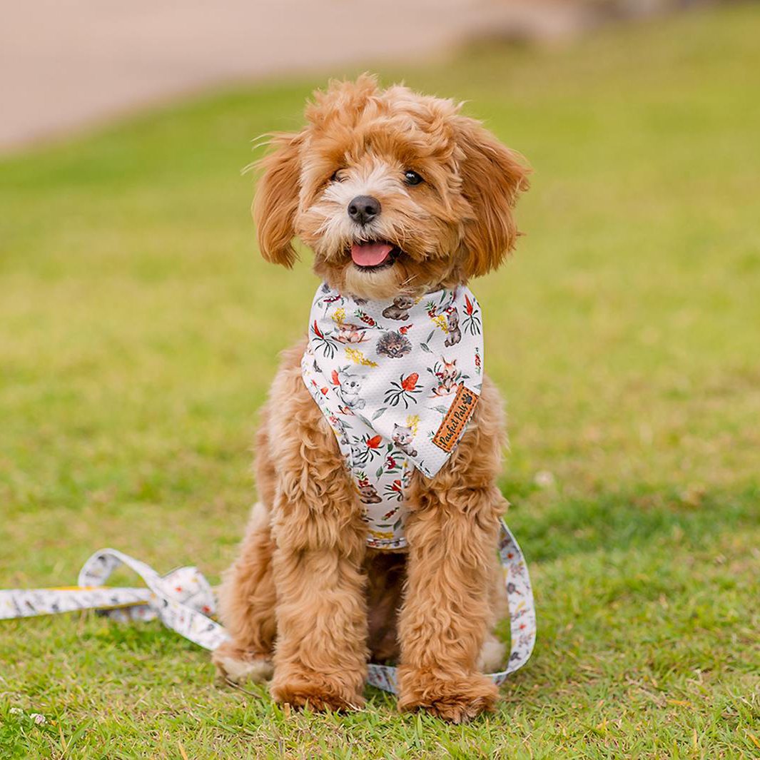 Bonnie wearing Australian Beauties reversible harness, bandana and vegan leather dog lead.