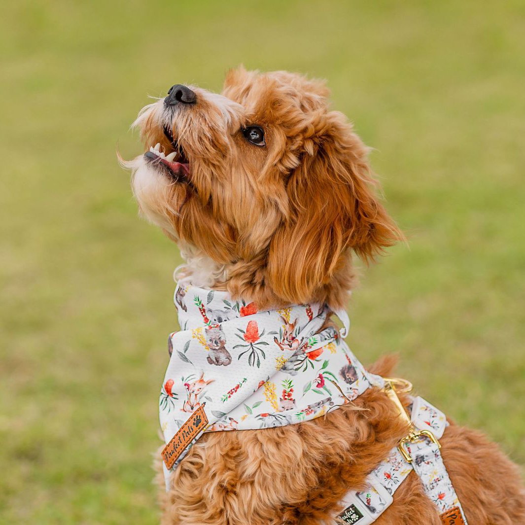Bonnie wearing Australian Beauties reversible harness, bandana and vegan leather dog lead.