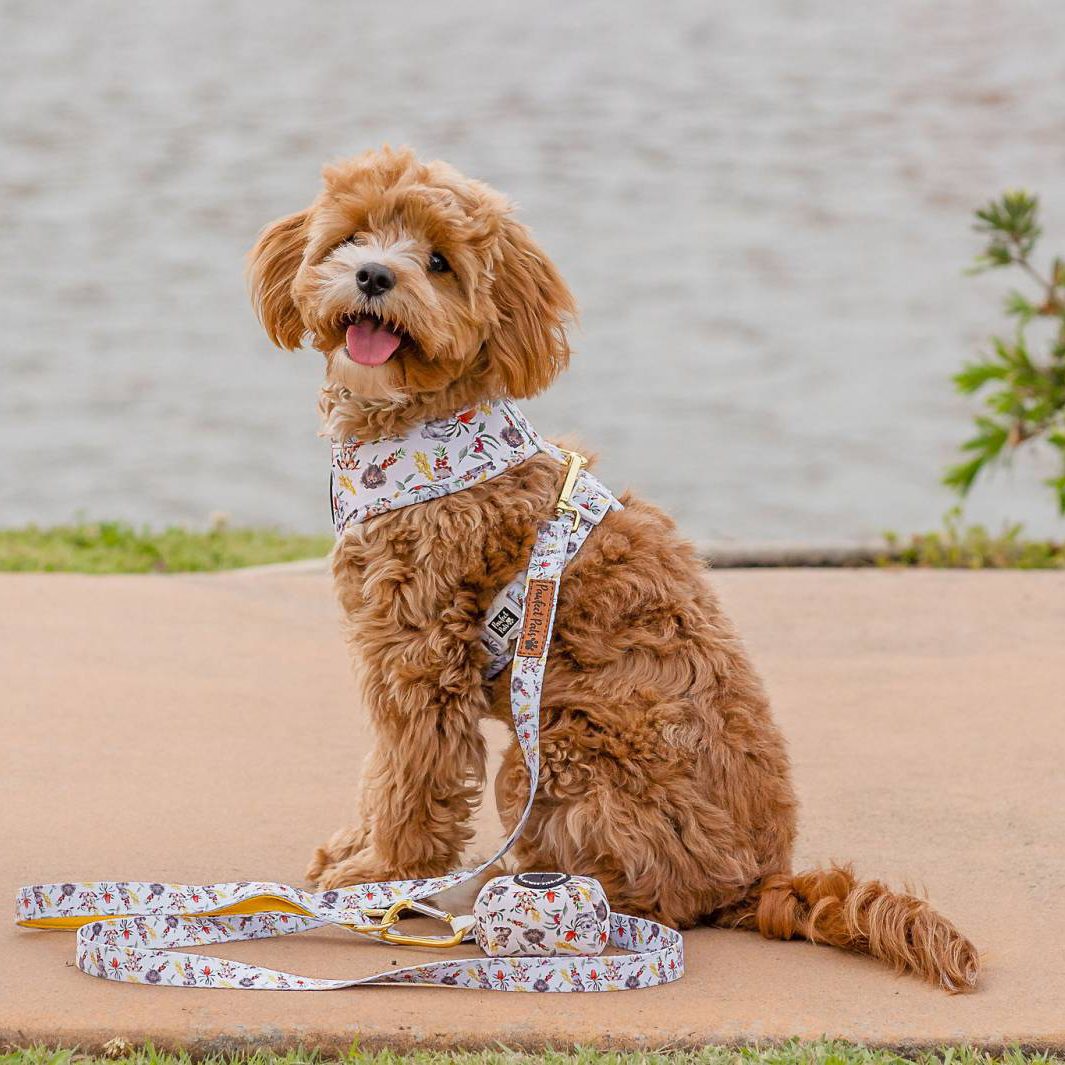 Bonnie with Australian Beauties soft dog lead, waste bag holder and reversible harness.