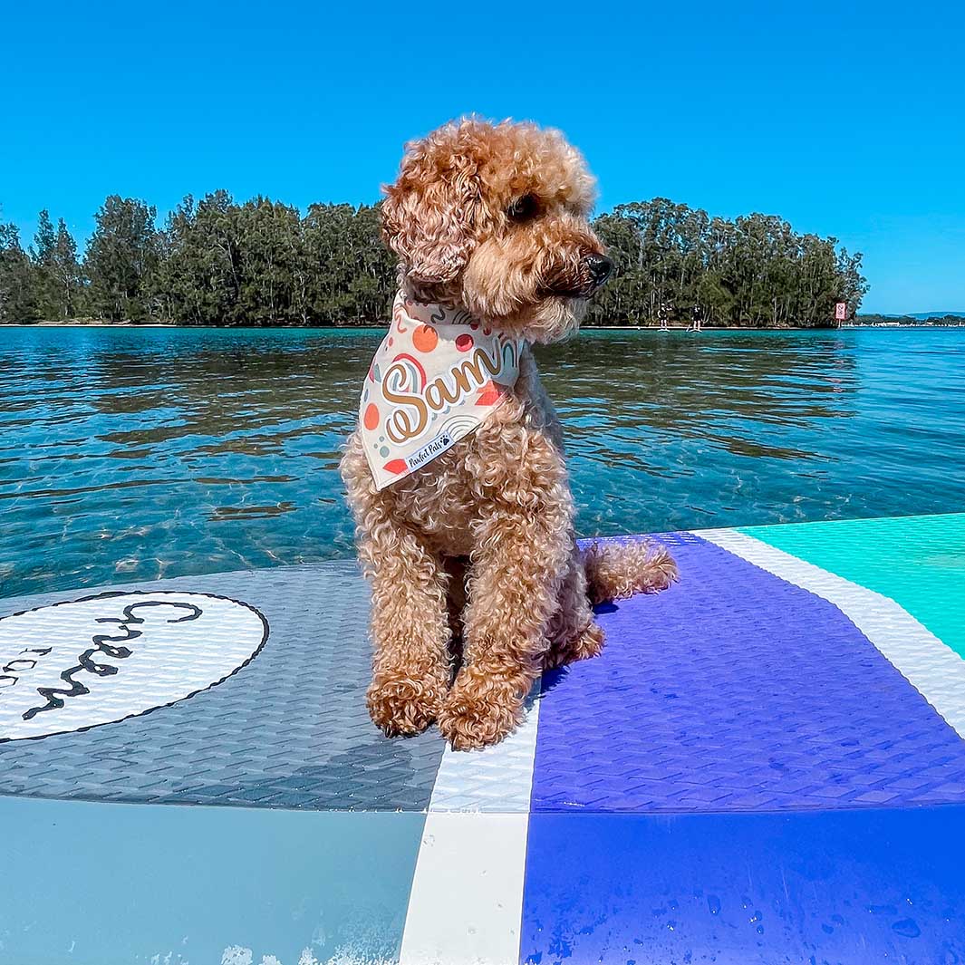 AmbassaDOG Sam in his Born to Explore - Rainbows personalised cotton bandana.
