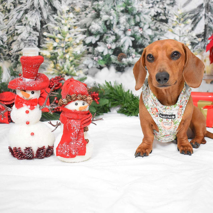 AmbassaDOG Sadie in her Christmas Wishes & Puppy Kisses no-pull adjustable harness.