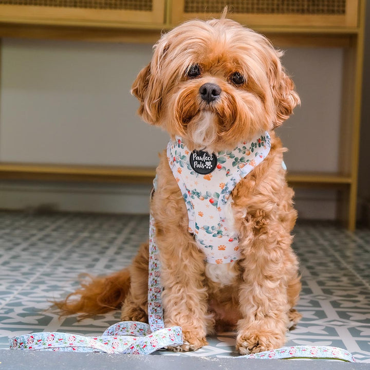 AmbassaDOG Bertie in his Christmas Wishes & Puppy Kisses reversible harness and soft lead.