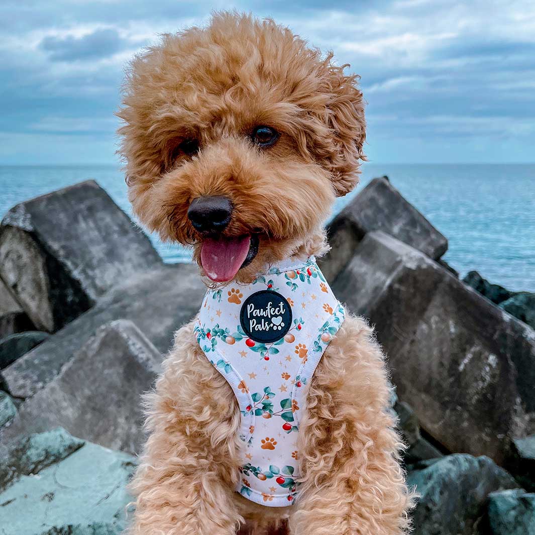 AmbassaDOG Sam in his Christmas Wishes & Puppy Kisses reversible harness.