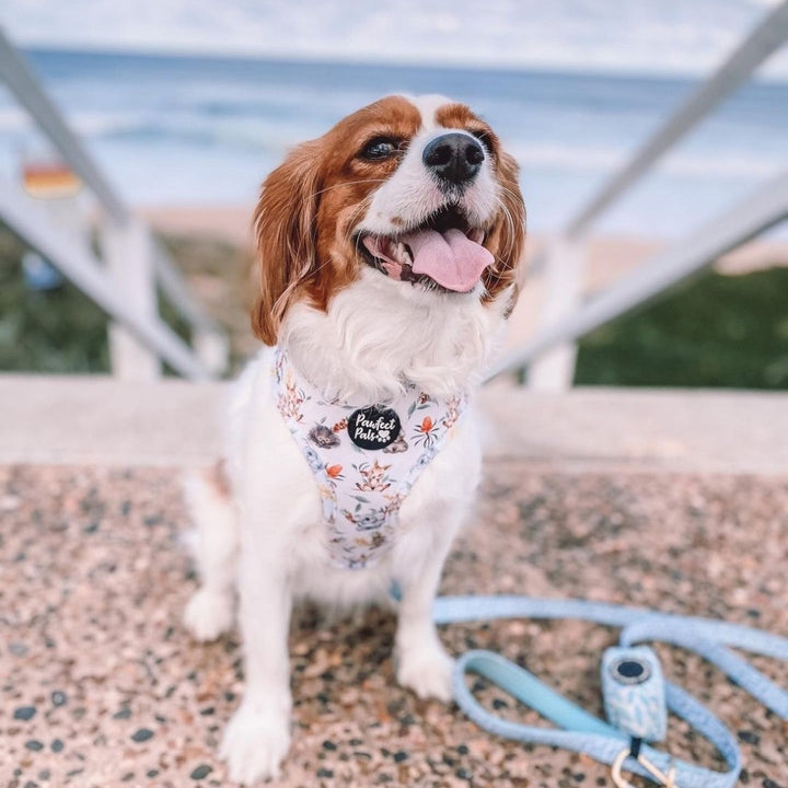 AmbassaDOG Cleo in the Australian Beauties reversible harness.