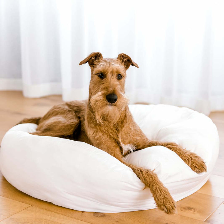 Henry laying on the Cuddle Bud dog bed cushion insert.