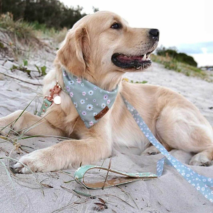 AmbassaDOG wearing Pawfect Pals cooling bandana, collar and lead.