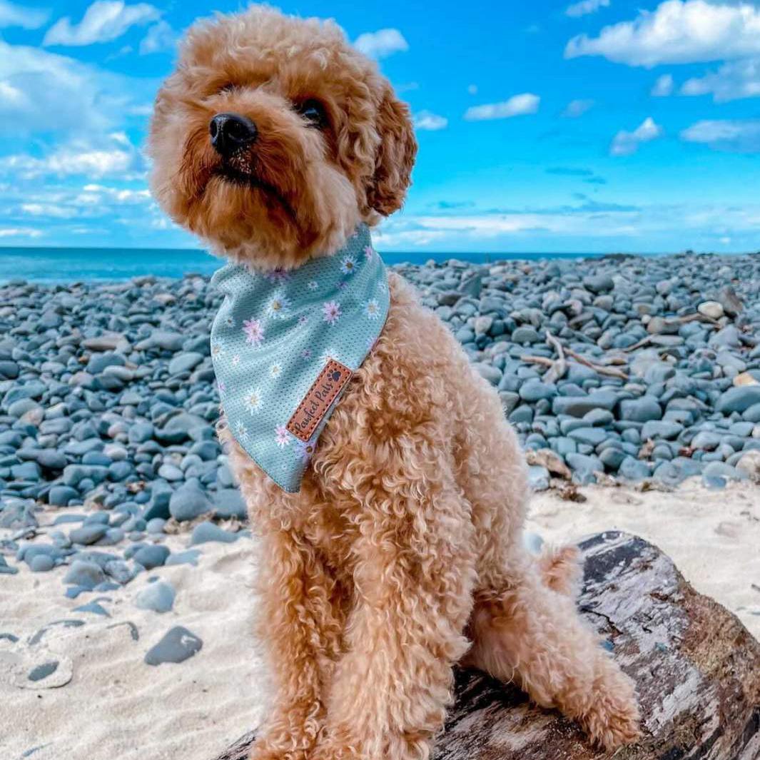 AmbassaDOG Sam in Daisy Baby cooling bandana.