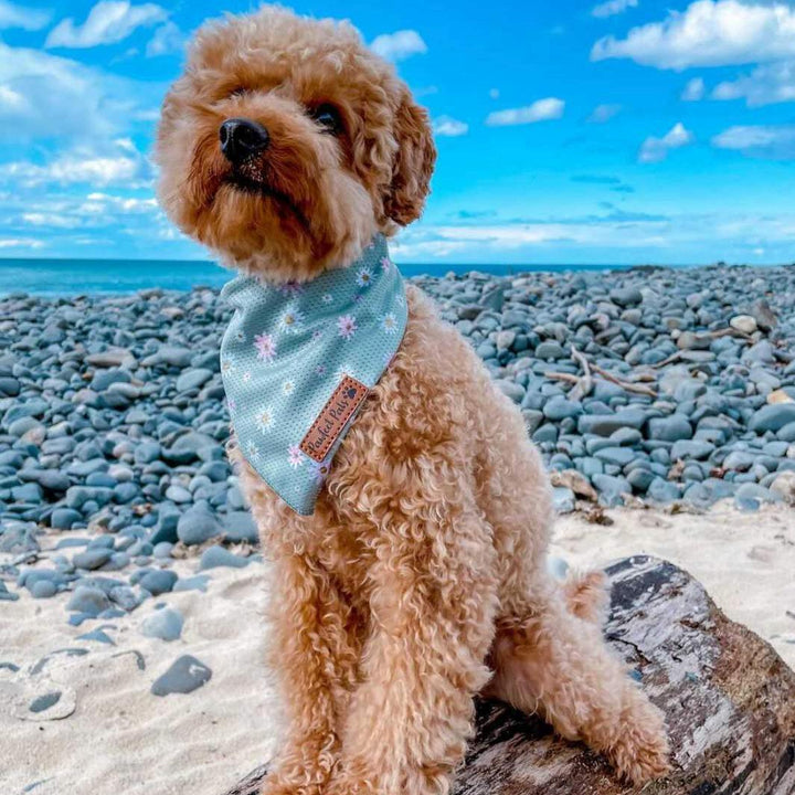 AmbassaDOG Sam in Daisy Baby cooling bandana.