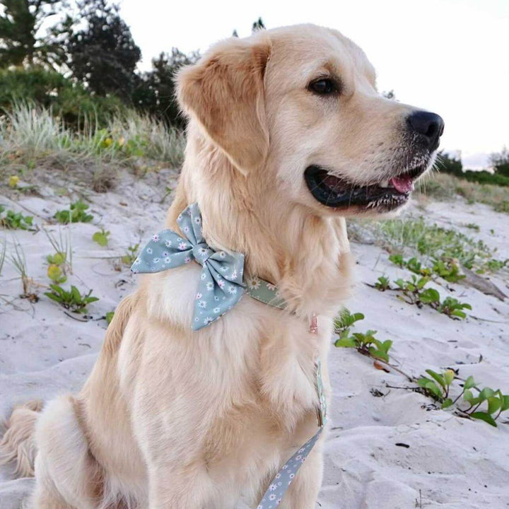 AmbassaDOG in Daisy Baby sailor bow tie and, vegan leather collar and lead.