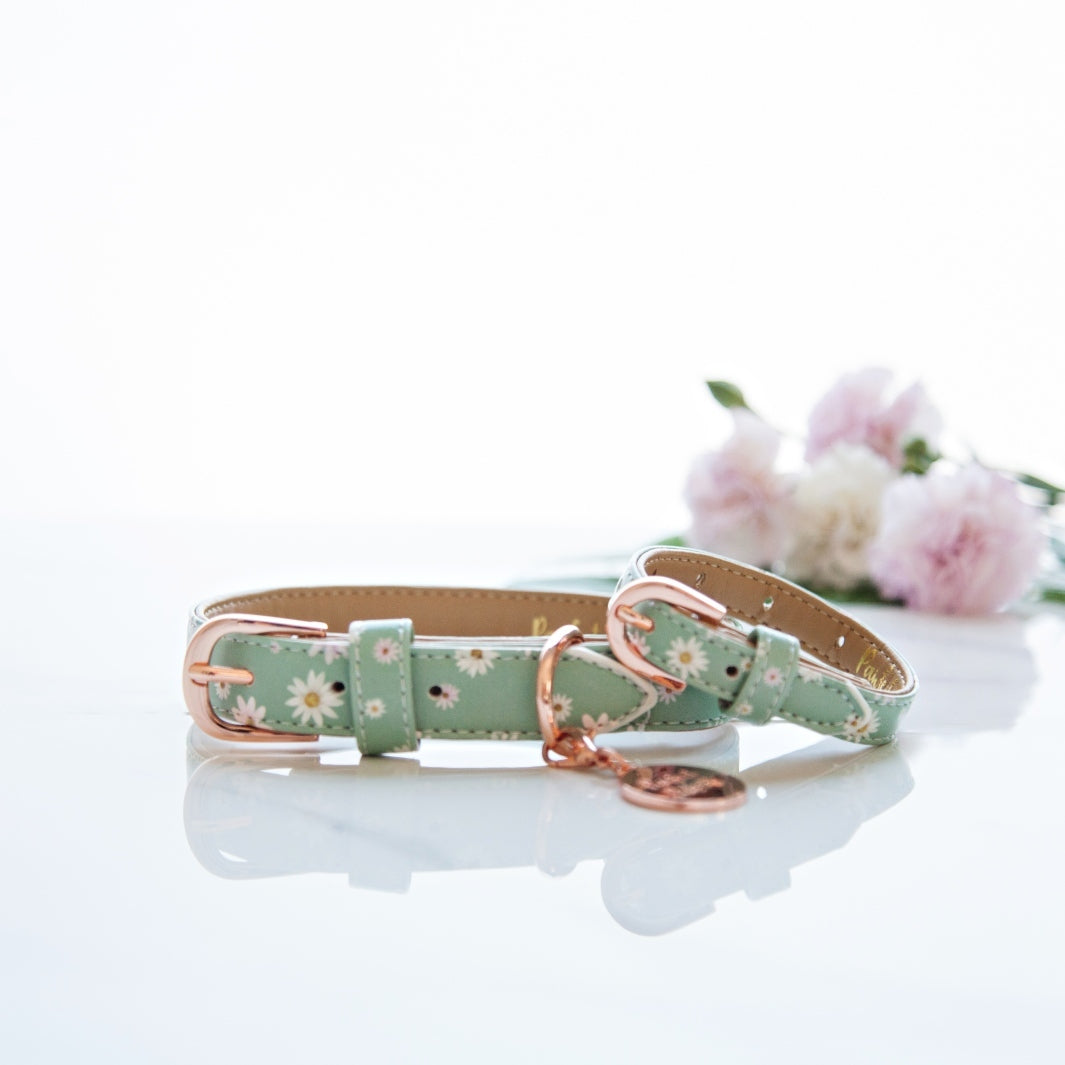 Daisy Baby dog collar and matching bracelet.