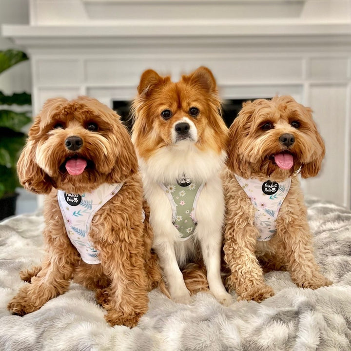 AmbassaDOGs The Cavoodle Sisters in Daisy Baby reversible harnesses.