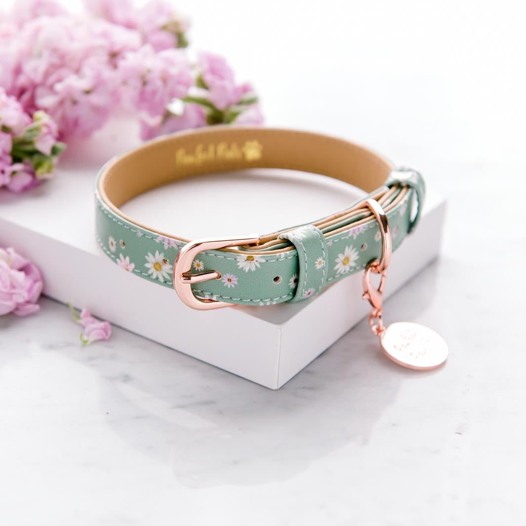 Daisy Baby vegan leather dog collar.