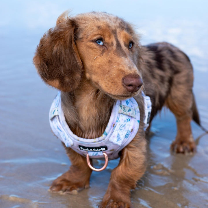 AmbassaDOG Coco in the Daisy Baby - Wildflowers no-pull adjustable harness.