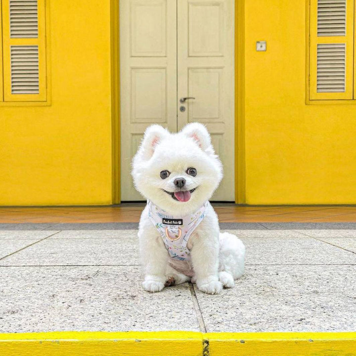AmbassaDOG Uyu in the Daisy Baby - Wildflowers no-pull adjustable harness.