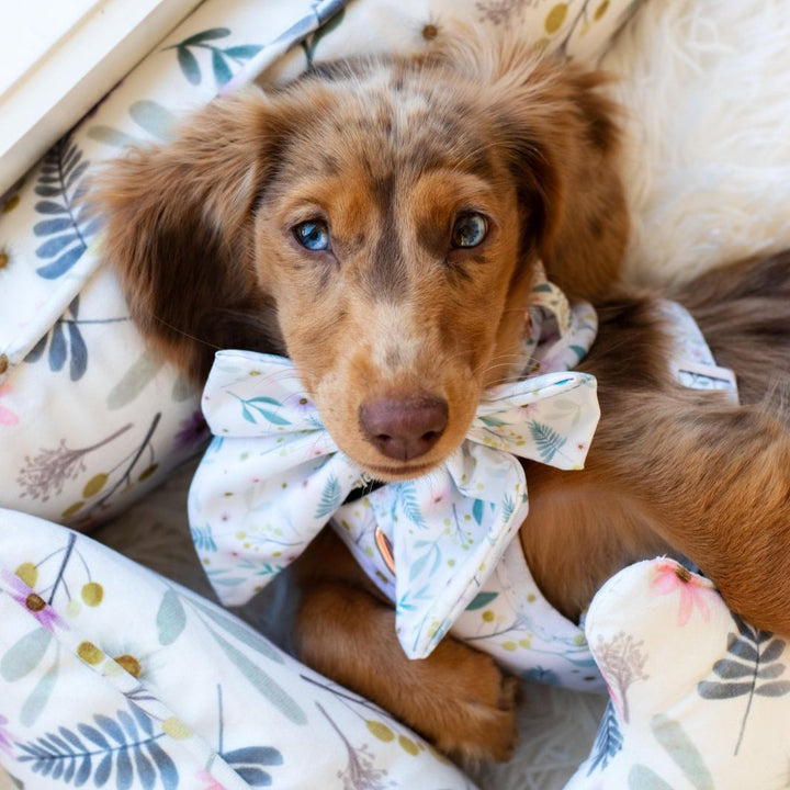 AmbassaDOG Coco in Daisy Baby - Wildflowers sailor bow tie, no-pull adjustable harness and snuggle bud dog bed.