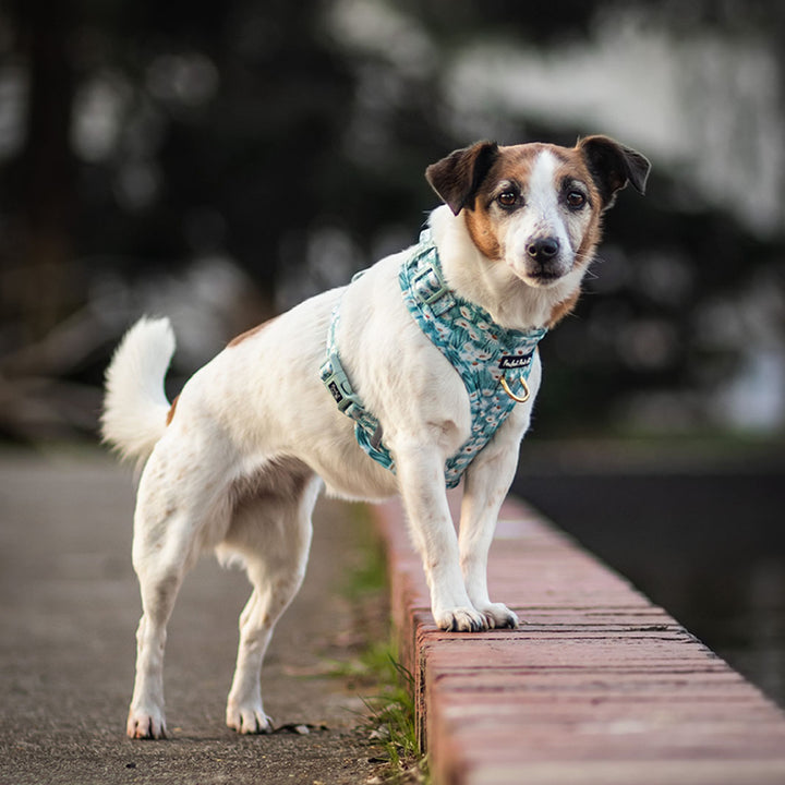 The2Jacks in Daisy Fields adjustable harness