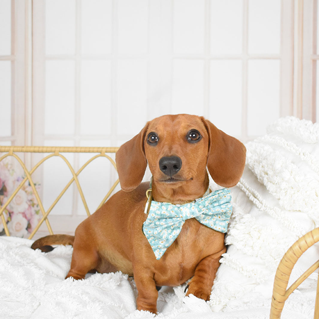Sadie in Daisy Fields bow tie