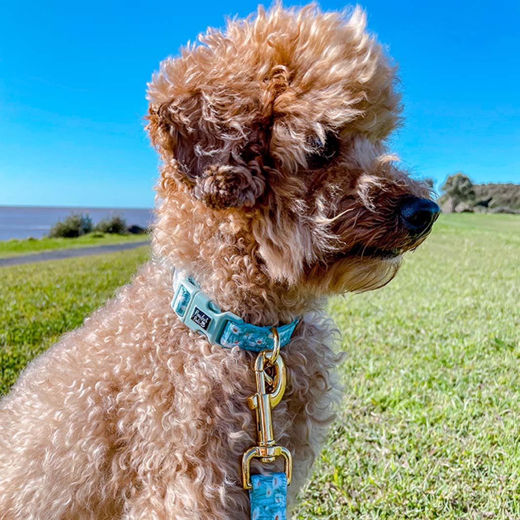 Sam in Daisy Fields soft collar
