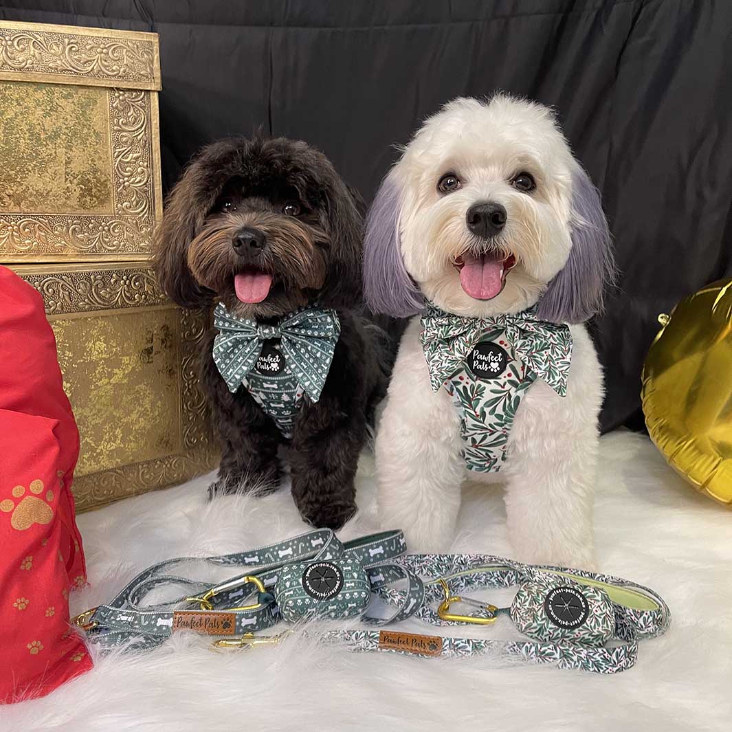 AmbassaDOGs Piper and Ted in their Deck the Paws Christmas dog accessories.