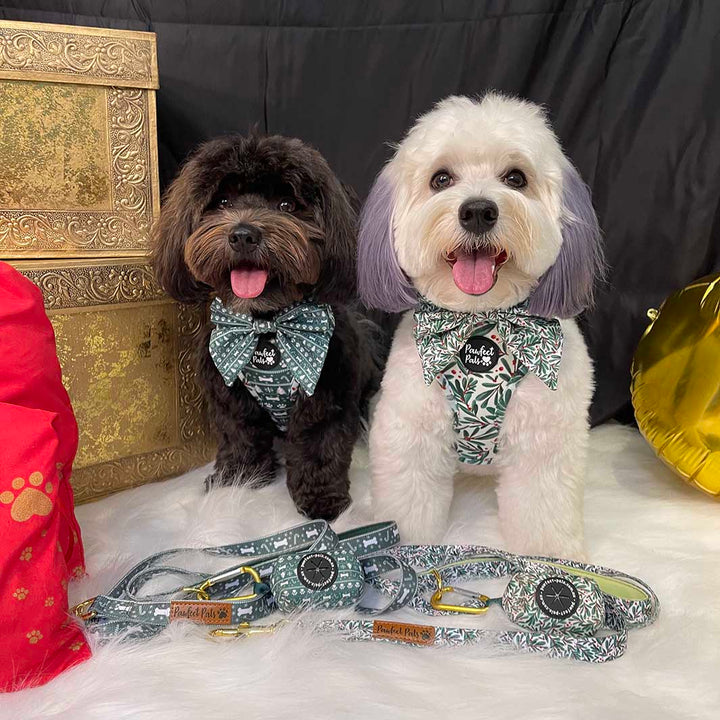 AmbassaDOGs Piper and Ted in their Deck the Paws Christmas dog accessories.