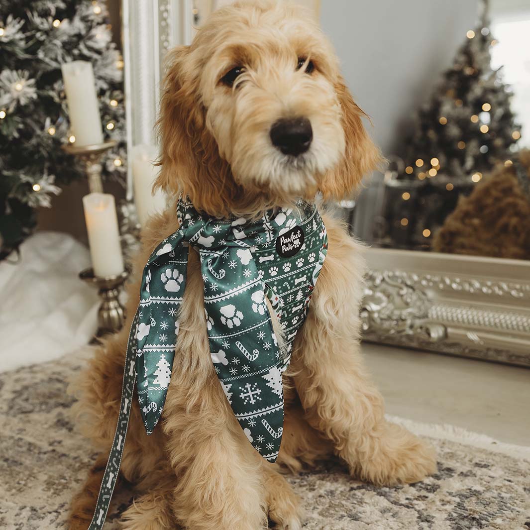 AmbassaDOG in the Deck the Paws - Green Sweater vegan leather dog lead, reversible harness and hair ribbon.