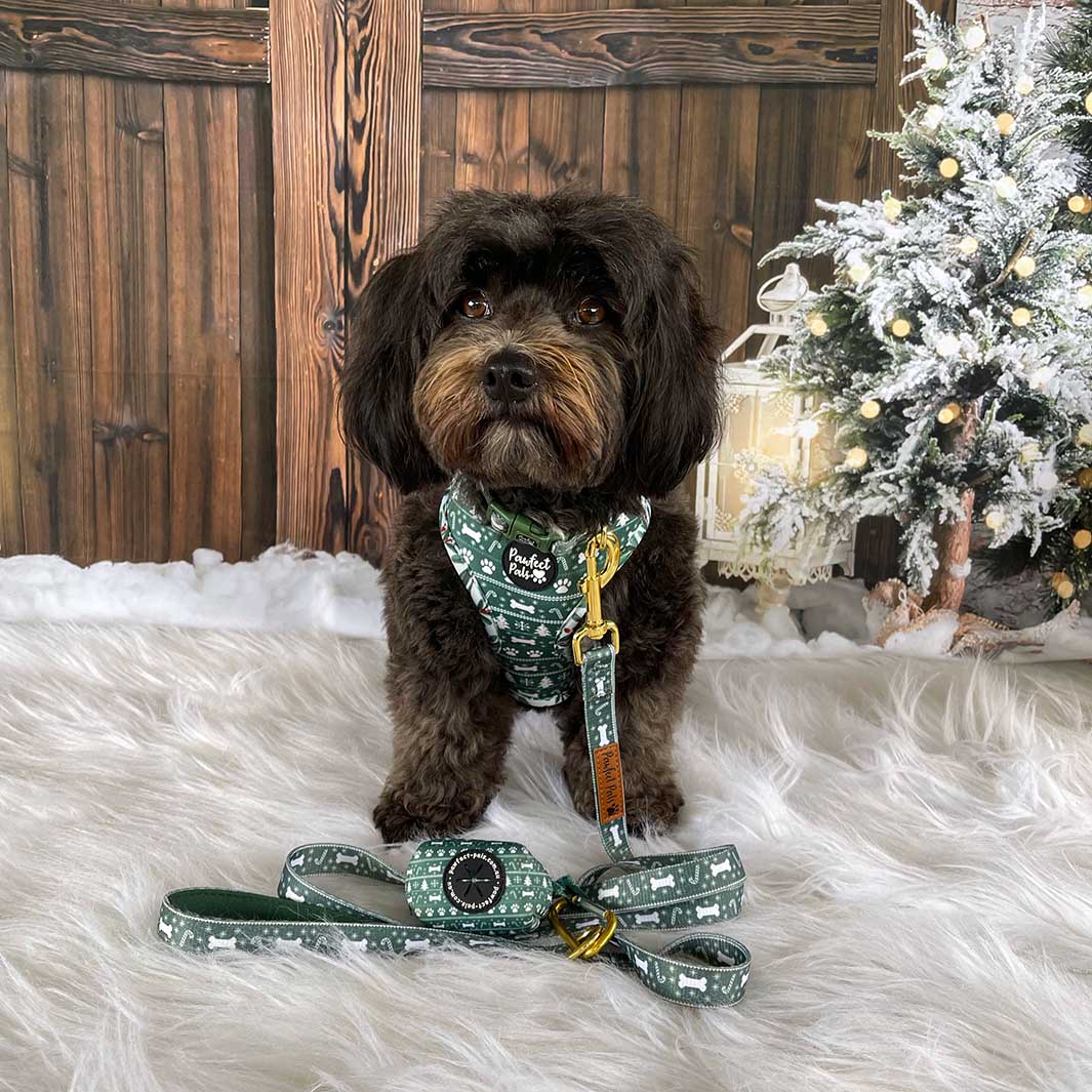 AmbassaDOG Piper in her Deck the Paws - Green Sweater soft lead, reversible harness, soft collar and waste bag holder.