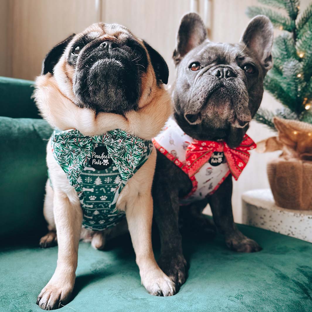 AmbassaDOGs Rick and Morty with the Deck the Paws - Mistletoe sailor bow tie.