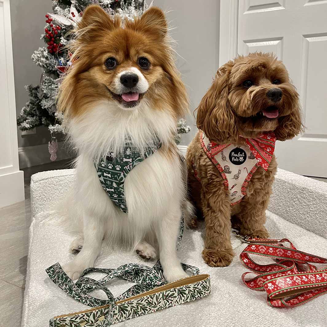 AmbassaDOGs The Cavoodle Sisters with the Deck the Paws - Mistletoe vegan leather dog lead.