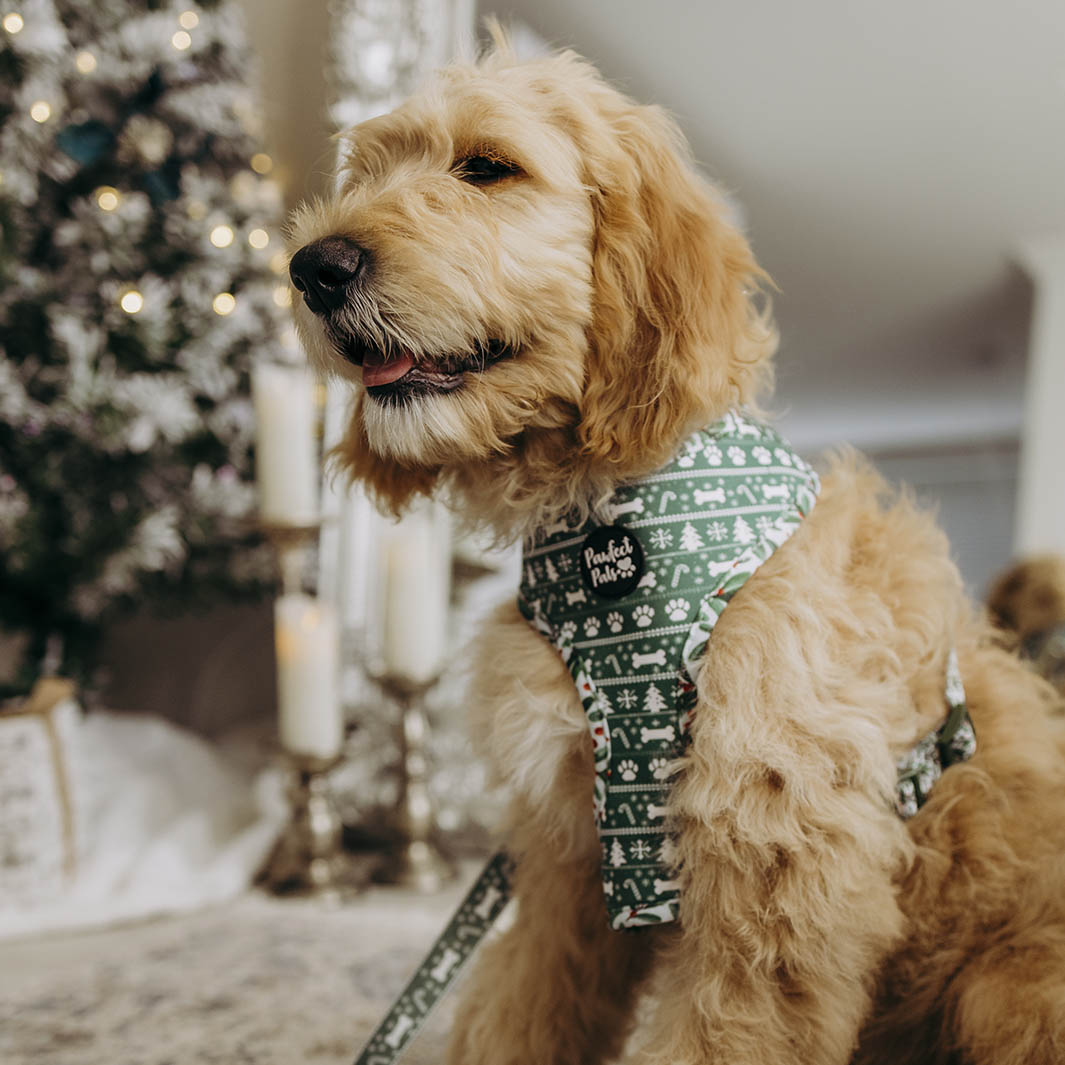 AmbassaDOG in the Deck the Paws reversible harness.