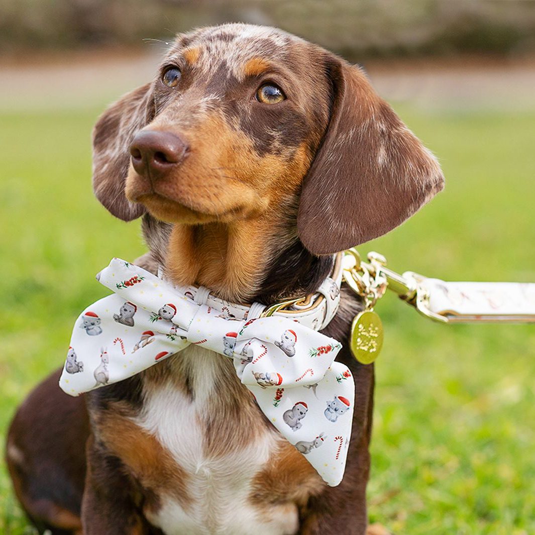 Pawfect Pals AmbassaDOG in Aussie Animal Christmas bow tie, collar and vegan leather lead.