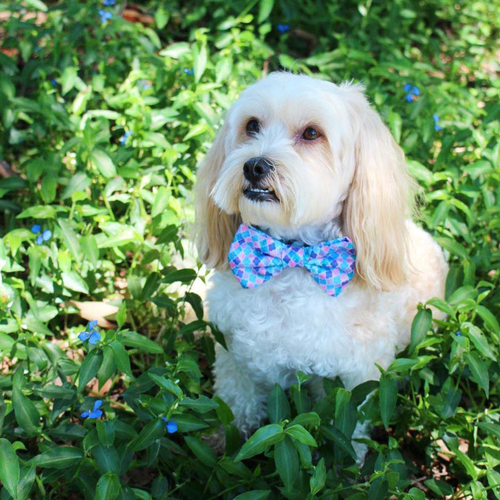 AmbassaDOG in Don't Quit Your Daydream - Enchanted bow tie.