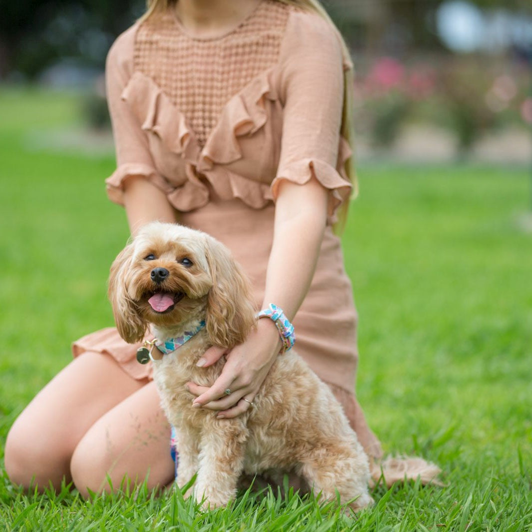 AmbassaDOG in Don't Quit Your Daydream - Enchanted dog collar.