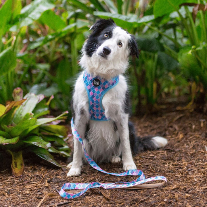 AmbassaDOG in Don't Quit Your Daydream reversible harness and lead.