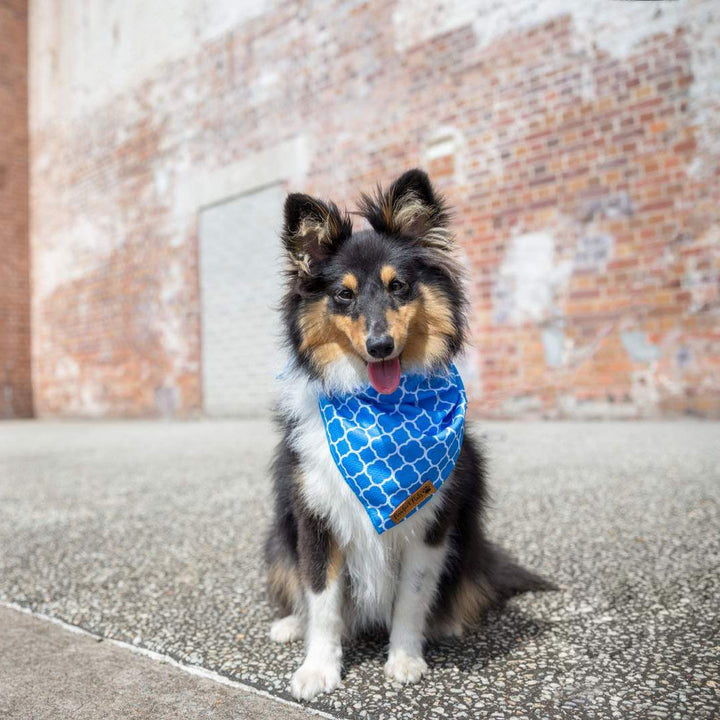 AmbassaDOG in the Don't Quit Your Daydream - Peaceful cooling bandana.